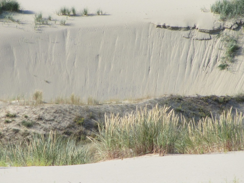 Калининград - в поисках Кёнигсберга. Куршская коса - куда ведут дорожки?