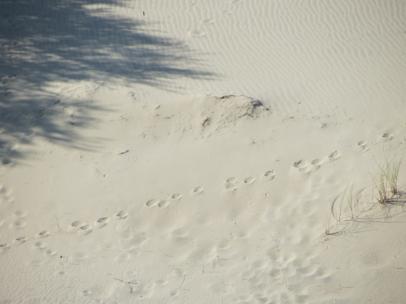 Калининград - в поисках Кёнигсберга. Куршская коса - куда ведут дорожки?