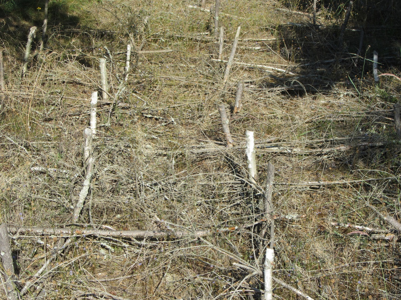 Калининград - в поисках Кёнигсберга. Куршская коса - куда ведут дорожки?