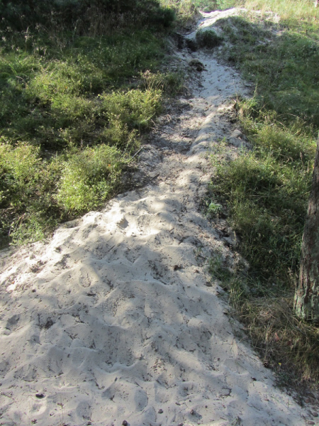 Калининград - в поисках Кёнигсберга. Куршская коса - куда ведут дорожки?