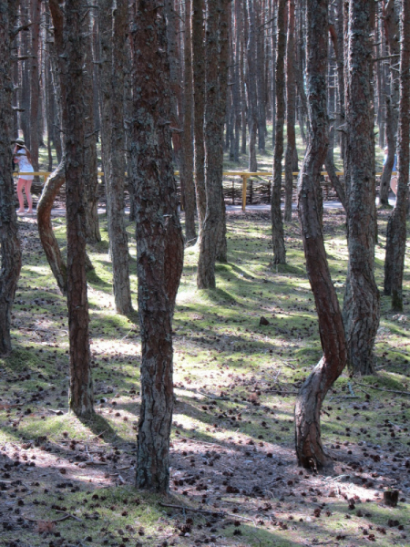 Калининград - в поисках Кёнигсберга. Куршская коса - куда ведут дорожки?