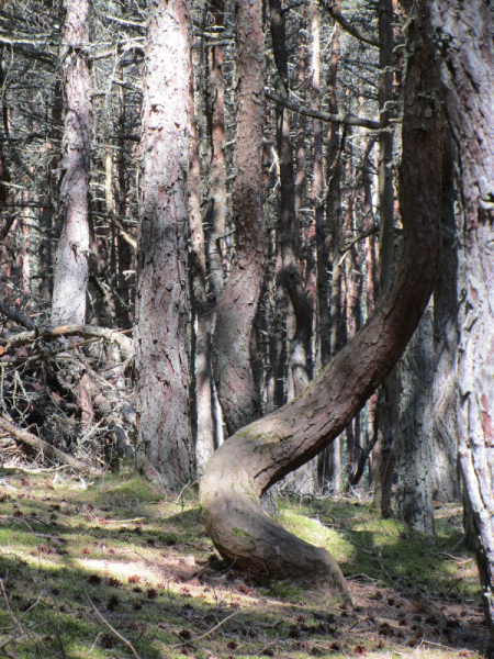 Калининград - в поисках Кёнигсберга. Куршская коса - куда ведут дорожки?