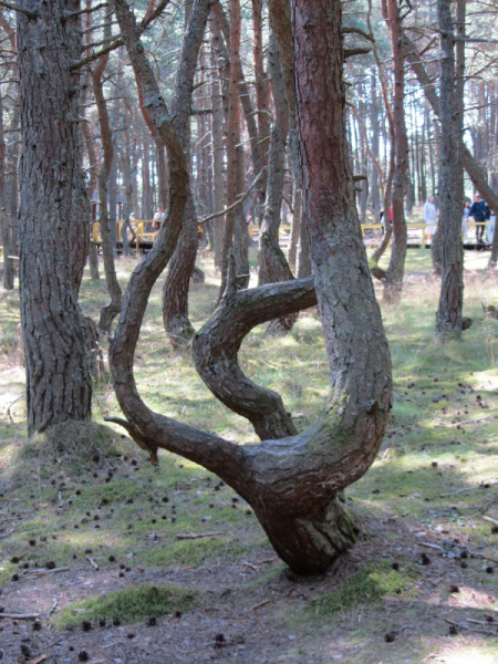 Калининград - в поисках Кёнигсберга. Куршская коса - куда ведут дорожки?
