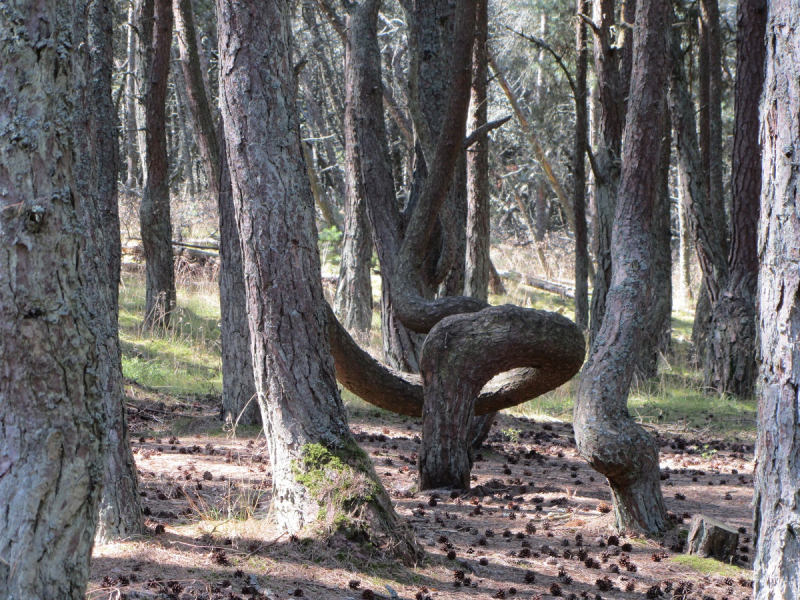 Калининград - в поисках Кёнигсберга. Куршская коса - куда ведут дорожки?
