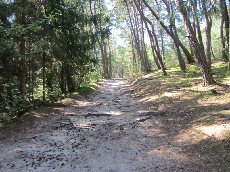 Калининград - в поисках Кёнигсберга. Куршская коса - куда ведут дорожки?