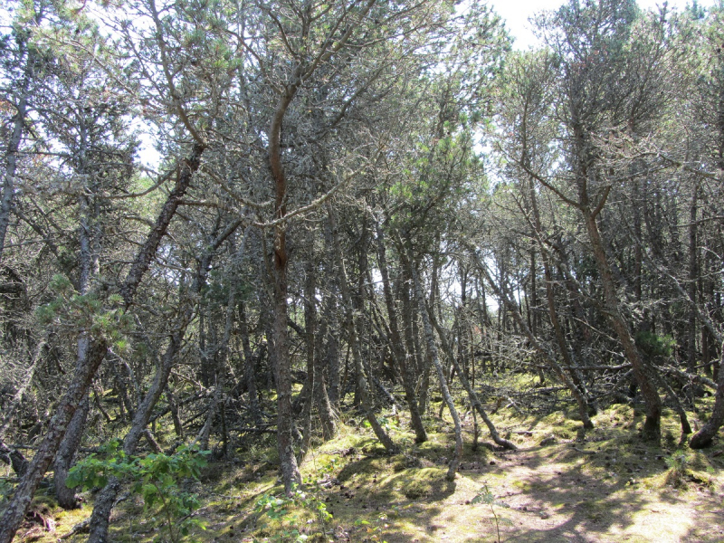 Калининград - в поисках Кёнигсберга. Куршская коса - куда ведут дорожки?