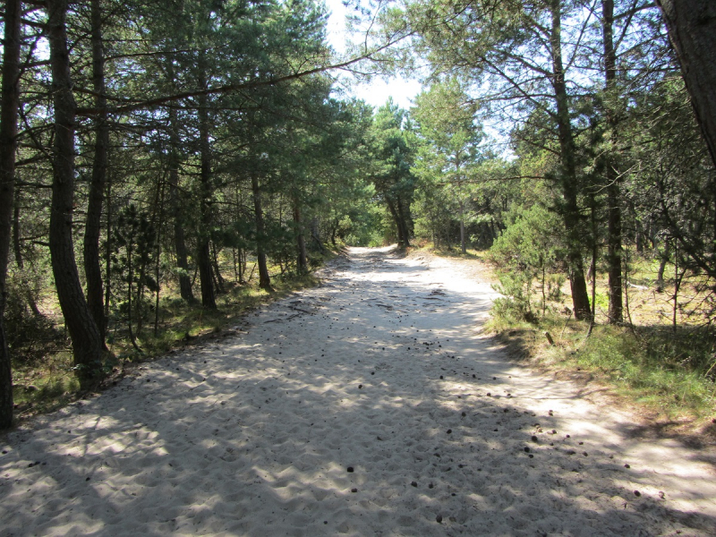 Калининград - в поисках Кёнигсберга. Куршская коса - куда ведут дорожки?