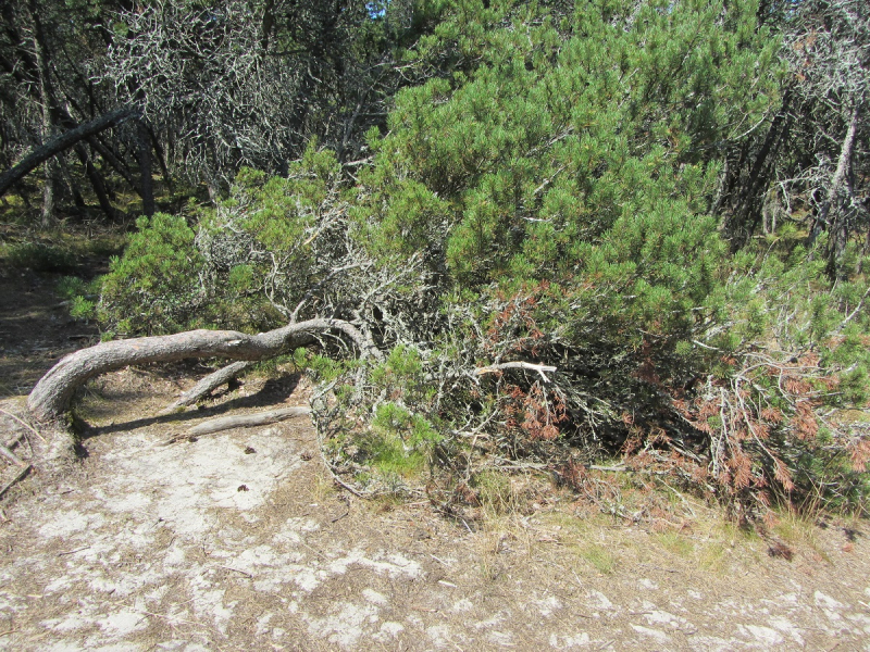 Калининград - в поисках Кёнигсберга. Куршская коса - куда ведут дорожки?