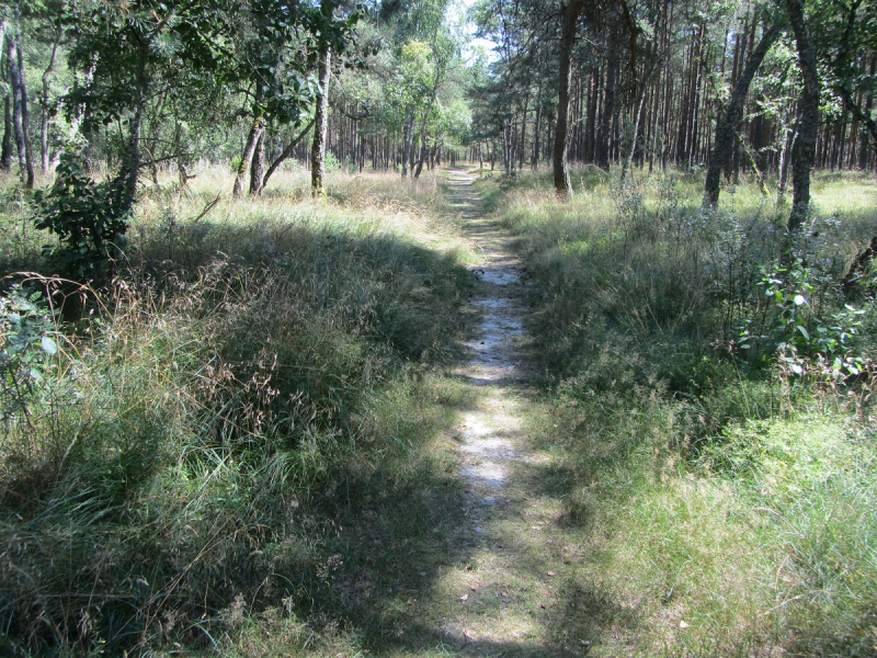 Калининград - в поисках Кёнигсберга. Куршская коса - куда ведут дорожки?
