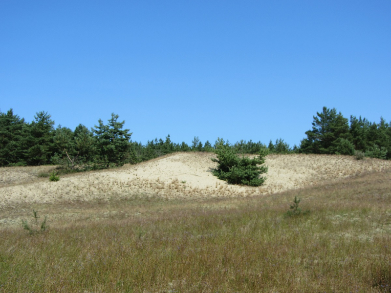 Калининград - в поисках Кёнигсберга. Куршская коса - куда ведут дорожки?