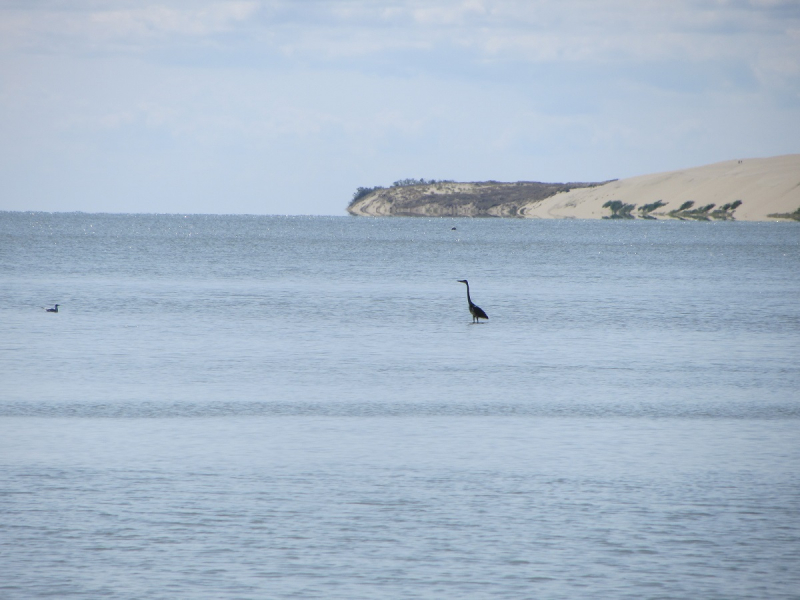 Калининград - в поисках Кёнигсберга. Куршская коса - куда ведут дорожки?