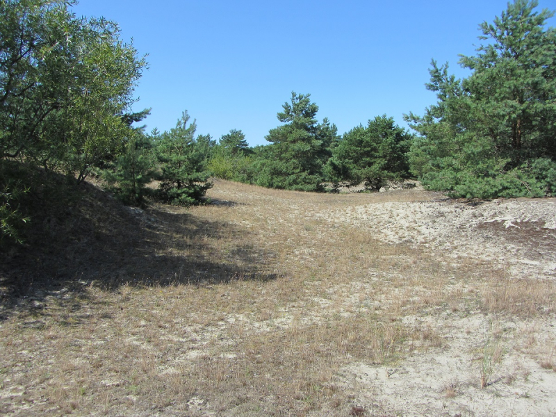 Калининград - в поисках Кёнигсберга. Куршская коса - куда ведут дорожки?