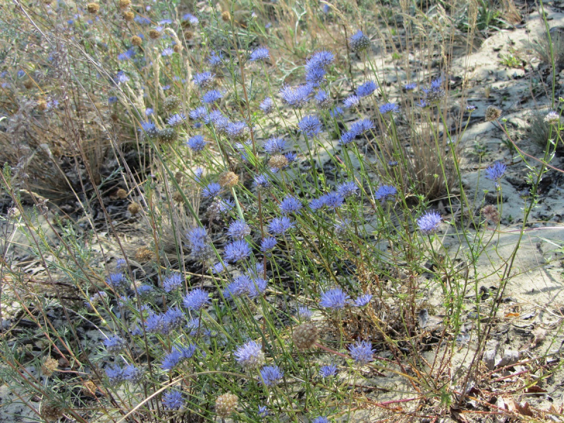 Калининград - в поисках Кёнигсберга. Куршская коса - куда ведут дорожки?