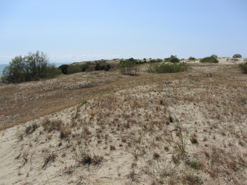 Калининград - в поисках Кёнигсберга. Куршская коса - куда ведут дорожки?