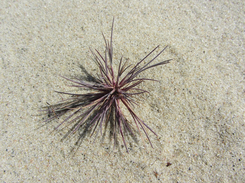 Калининград - в поисках Кёнигсберга. Куршская коса - куда ведут дорожки?