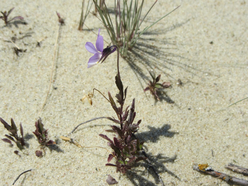 Калининград - в поисках Кёнигсберга. Куршская коса - куда ведут дорожки?