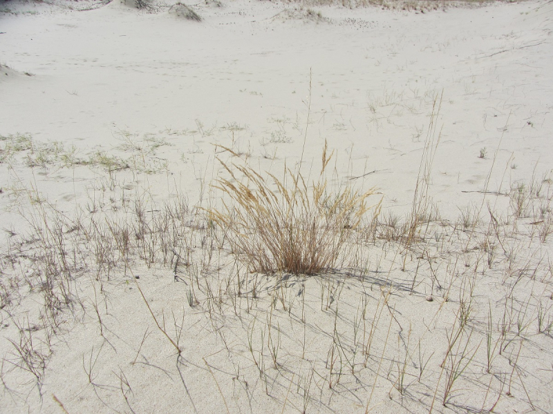 Калининград - в поисках Кёнигсберга. Куршская коса - куда ведут дорожки?