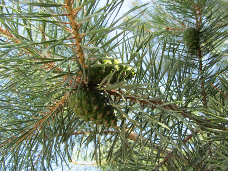 Калининград - в поисках Кёнигсберга. Куршская коса - куда ведут дорожки?