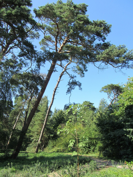 Калининград - в поисках Кёнигсберга. Куршская коса - куда ведут дорожки?