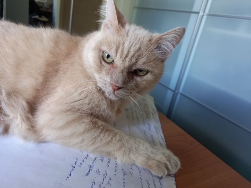 Кошки в нашей жизни. Кошки и все, что с ними связано.