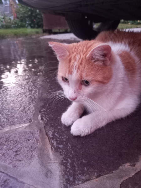 Кошки в нашей жизни. Кошки и все, что с ними связано.