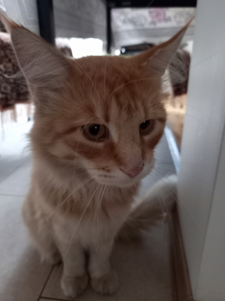 Кошки в нашей жизни. Кошки и все, что с ними связано.