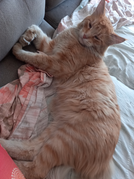 Кошки в нашей жизни. Кошки и все, что с ними связано.