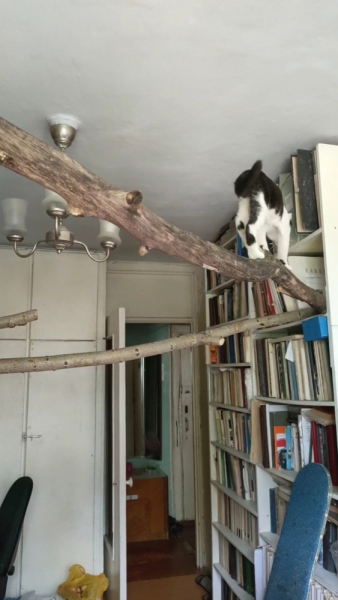 Кошки в нашей жизни. Кошки и все, что с ними связано.