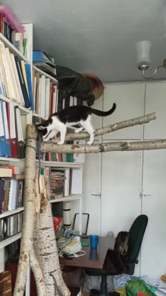 Кошки в нашей жизни. Кошки и все, что с ними связано.