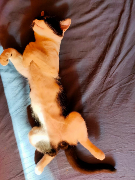 Кошки в нашей жизни. Кошки и все, что с ними связано.