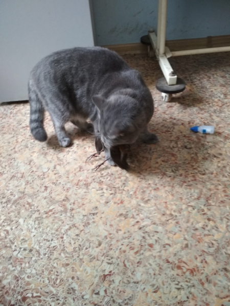 Кошки в нашей жизни. Кошки и все, что с ними связано.