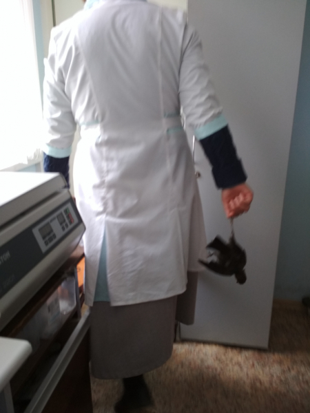 Кошки в нашей жизни. Кошки и все, что с ними связано.