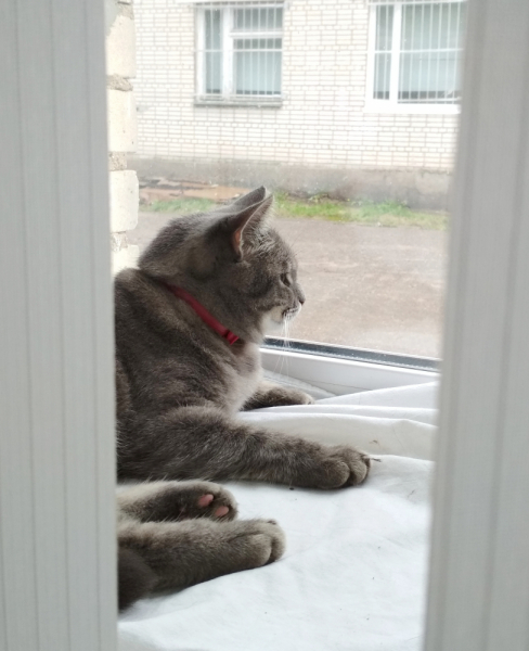 Кошки в нашей жизни. Кошки и все, что с ними связано.