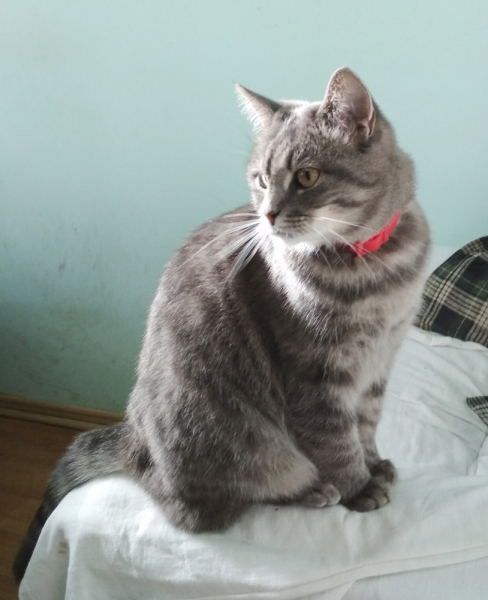 Кошки в нашей жизни. Кошки и все, что с ними связано.