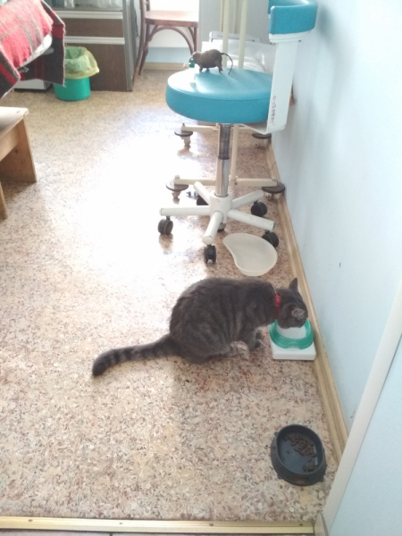 Кошки в нашей жизни. Кошки и все, что с ними связано.