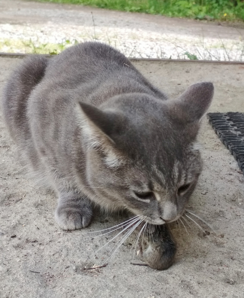 Кошки в нашей жизни. Кошки и все, что с ними связано.