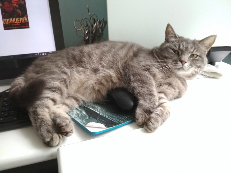 Кошки в нашей жизни. Кошки и все, что с ними связано.