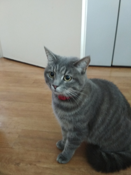 Кошки в нашей жизни. Кошки и все, что с ними связано.