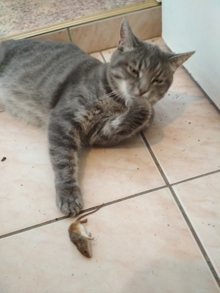 Кошки в нашей жизни. Кошки и все, что с ними связано.