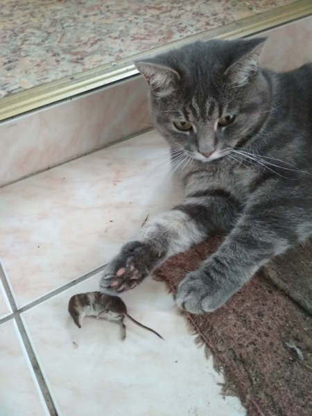 Кошки в нашей жизни. Кошки и все, что с ними связано.