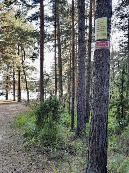 «Как я провёл этим летом» ©️ или неспешные прогулки по окрестностям Петербурга в ковидную годину