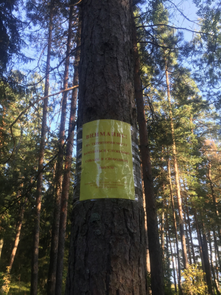 «Как я провёл этим летом» ©️ или неспешные прогулки по окрестностям Петербурга в ковидную годину