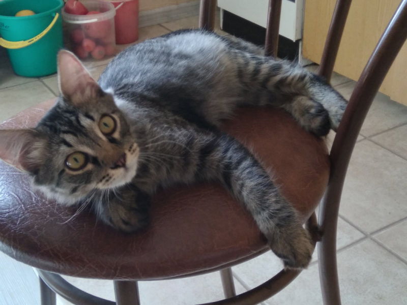 Кошки в нашей жизни. Кошки и все, что с ними связано.