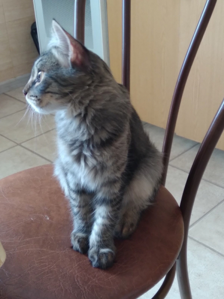 Кошки в нашей жизни. Кошки и все, что с ними связано.