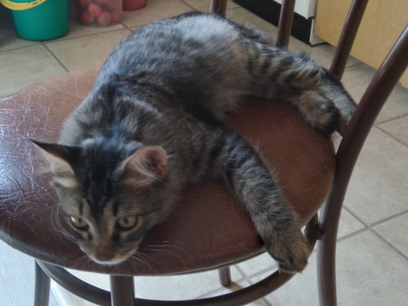 Кошки в нашей жизни. Кошки и все, что с ними связано.