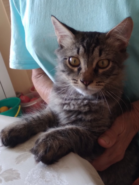 Кошки в нашей жизни. Кошки и все, что с ними связано.