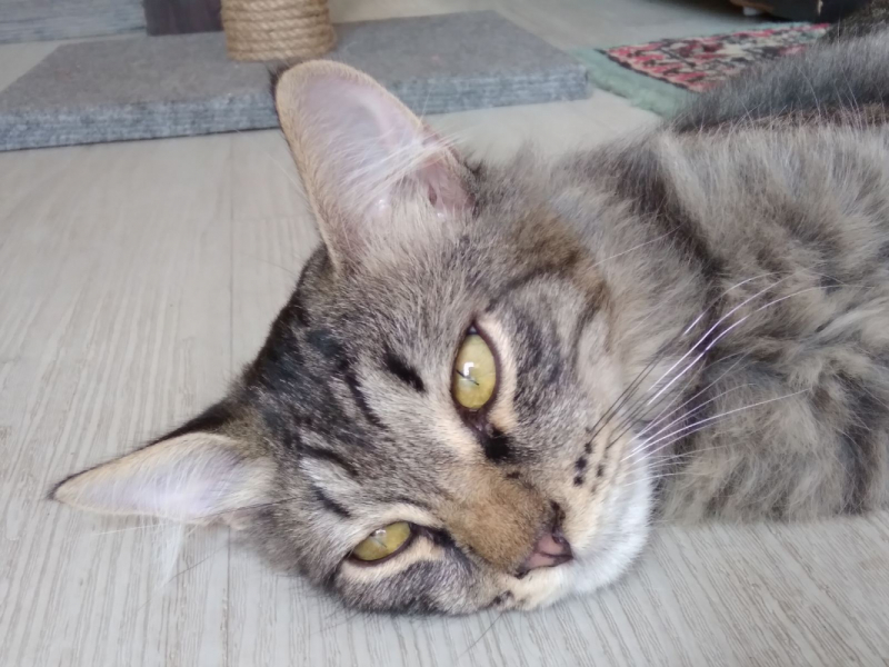 Кошки в нашей жизни. Кошки и все, что с ними связано.