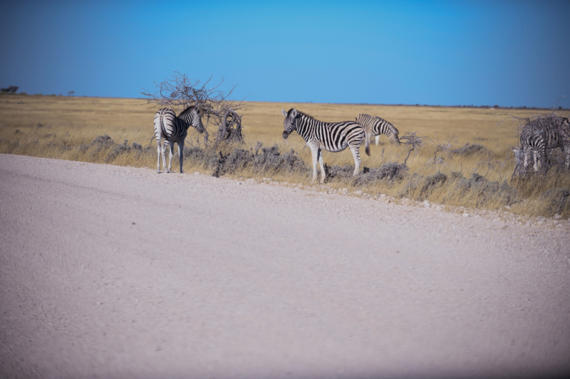 Южная Африка и Намибия : Через тернии к 45 Дюне или наше путешествие в Южную Африку и Намибию .