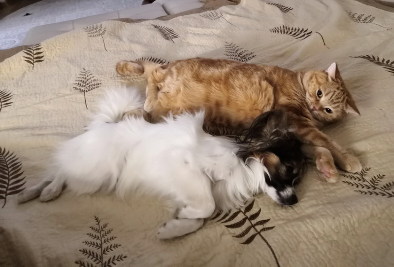 Кошки в нашей жизни. Кошки и все, что с ними связано.