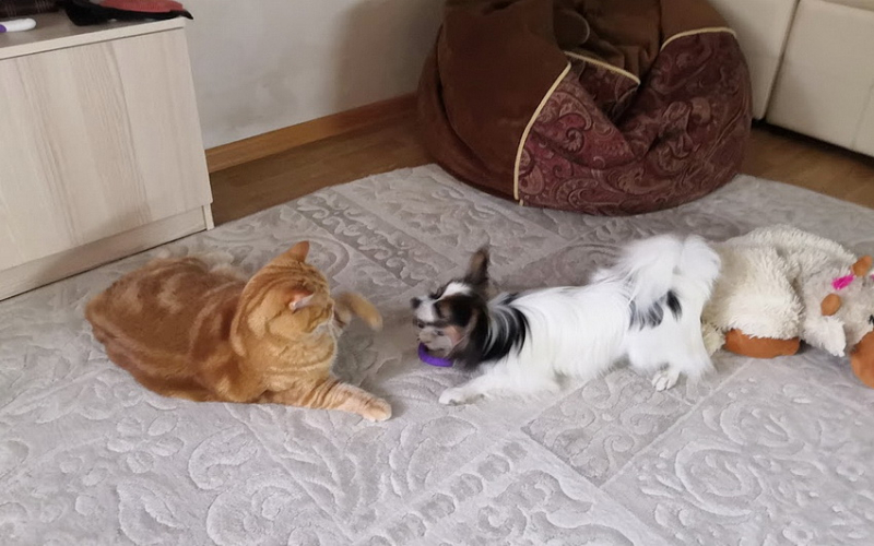 Кошки в нашей жизни. Кошки и все, что с ними связано.